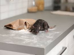 How To Get Rid Of Mice Rats