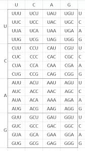 How To Memorise The Codons For Various Amino Acids Quora