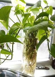 homemade fertilizers for indoor plants