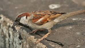 Arunachala Birds House Sparrow