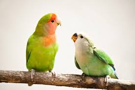 Maybe you would like to learn more about one of these? How Much Does It Cost To Own A Lovebird In 2021 Pet Keen