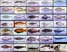Pengertian ikan (pisces) pengertian ikan, pisces, ciri, jenis, klasifikasi dan contoh : Https Journal Ubb Ac Id Index Php Akuatik Article Download 1107 810