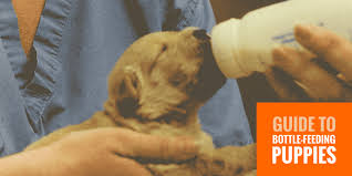 Bottle Feeding Puppies Free Guide To Hand Feeding Puppies