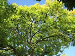 Image result for popular trees