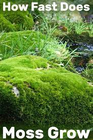 How Fast Does Moss Grow Gardentabs Com