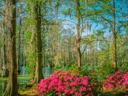 Native Plants Of The Southeast United