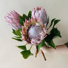 While the cape floral region covers less than 0.5 . King Protea Flower Fiftyflowers