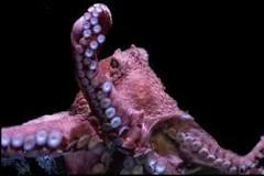 Image result for how many hearts does an octopus have