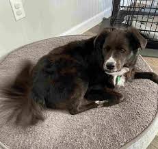 Pets adopted from us are spayed/neutered, tested for diseases, up to date on vaccinations, microchipped, and treated for parasites. Adopted Abe English Springer Spaniel Border Collie Mix Jacksonville Nc