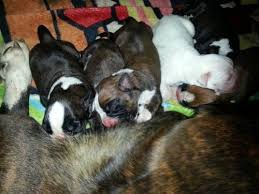 Find your new companion at nextdaypets.com. European Boxer Puppies For Sale In Owosso Michigan Classified Americanlisted Com