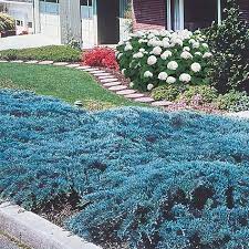 blue rug juniper ground covering