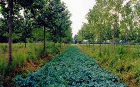 Image result for Agroforestry