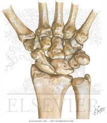 The carpal tunnel is a narrow passageway surrounded by bones and ligaments on the palm side of your hand. Carpal Bones