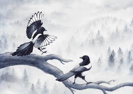 magpies victorine stolz black bird