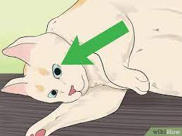 Maybe you would like to learn more about one of these? 3 Ways To Tell If Your Cat Is Dead Wikihow