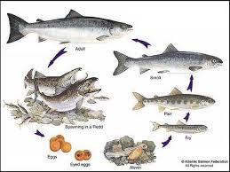 Recovery Strategy For The Atlantic Salmon Salmo Salar