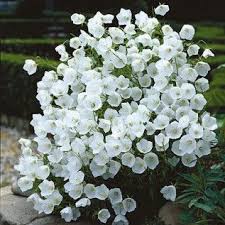 The only thing this giant has in common with its fragile, tropical kin is its exotic looking blooms. Bellflower White Clips Plants Flower Garden White Gardens