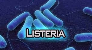 Image result for listeria