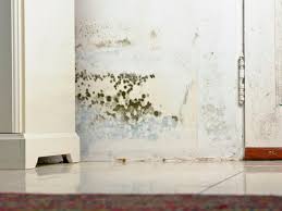 common types of mold in homes