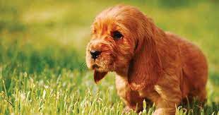 110 red dog names for fiery haired