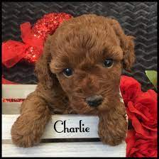 charlie found his forever home with a