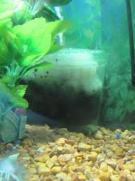 Buy discount fish tanks from swell uk, 100's available from all leading brands at the best price, guaranteed. What Happened To The Box Corner Filter For Fish Tanks Pethelpful