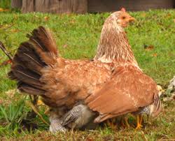 Fancy Builder Considering Backyard Chickens Read This