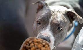 the best dog food for pit bulls 13
