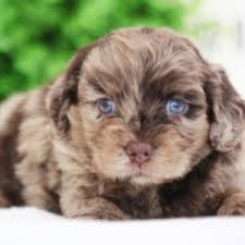 * cockapoo of excellence * our next cockapoo puppies available will be ready for their new homes throughout the fall and winter! Marble Cockapoo Puppy 647355 Puppyspot