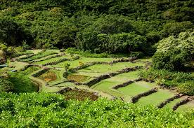 limahuli garden kauai