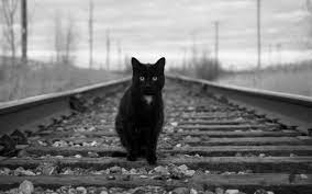 Charlie il gatto che prende il treno per tornare a casa | Tutto Zampe