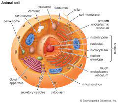 When baker's yeast is supplied exclusively long chain fatty acids as a source of carbon, however, it can produce up to 25 peroxisomes. Centriole Biology Britannica