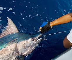 Miami beach is one of the best places to visit for fishing. Cheap Deep Sea Fishing Charters Near Me Off 75 Medpharmres Com