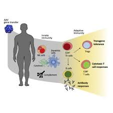 Aav Vector Immunogenicity In Humans A