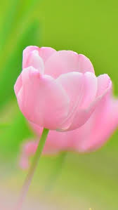 pink tulip flower macro iphone