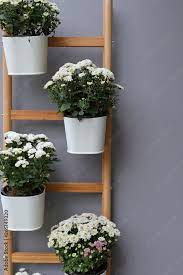 Foto De White Flower In Pot Plant