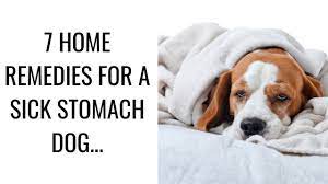 7 home remes for a sick stomach dog