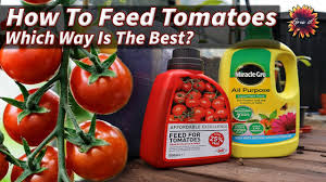 how to fertilize tomato plants which