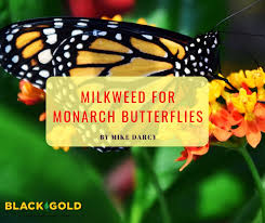 milkweed for monarch erflies