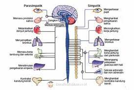 Makalah sistem saraf manusia lengkap. Pengertian Sistem Saraf Otonom Anatomi Macam Dan Fungsi