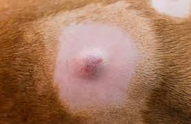 sebaceous cysts in dogs kingsdale