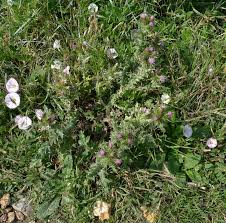 Seaside Plants Garden Withoutdoors