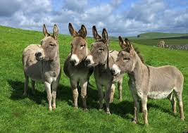 100 donkey wallpapers wallpapers com
