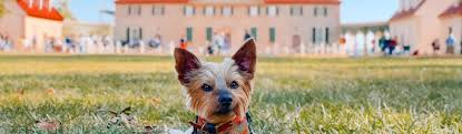 Pet Friendly Travel Ideas In Northern