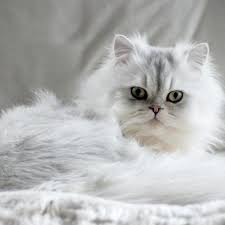 Check out 50 that we adore! Persian Cat Names Female And Male Ideas