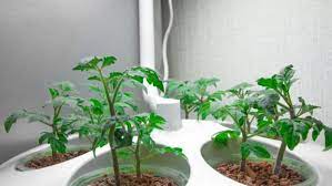How To Build A Grow Room In A Basement