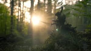 nature foggy sunrise in forest gif