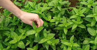 How To Start A Medicinal Herb Garden