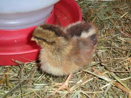 Baby Chicks Need Help Identifying Breeds Backyard Chickens
