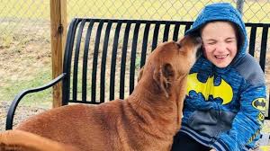 In this post, i have included ppt of animals and their homes and at the end of this post, you will find a downloadable pdf download list of animals and their homes pdf. 7 Year Old Dog Whisperer Continues Mission To Find Loving Homes For Rescue Animals Abc News